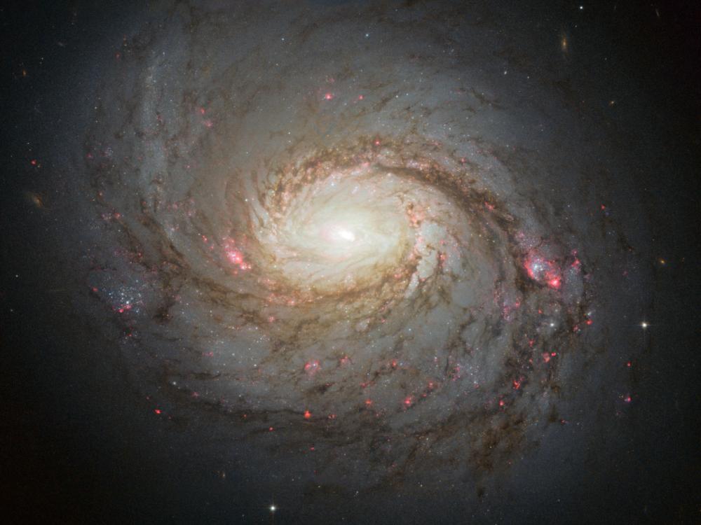 Hubble image of the spiral galaxy NGC 1068.