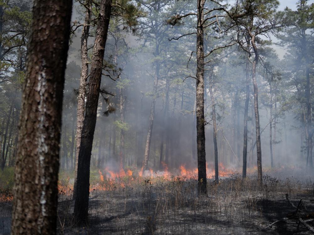 A prescribed fire burns in the New Jersey Pine Barren forests. 