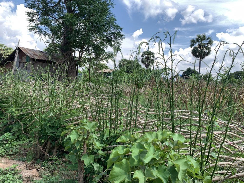 Close up of plants growing in a Cambodian field