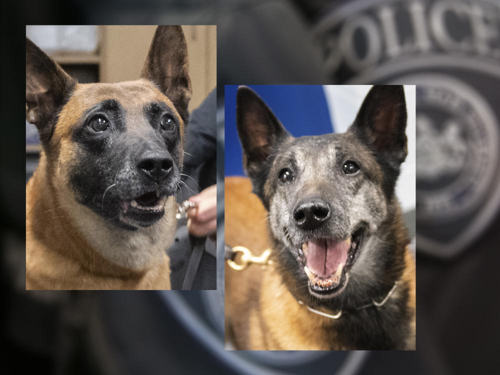 Rudie and Wail Penn State Police K-9 unit