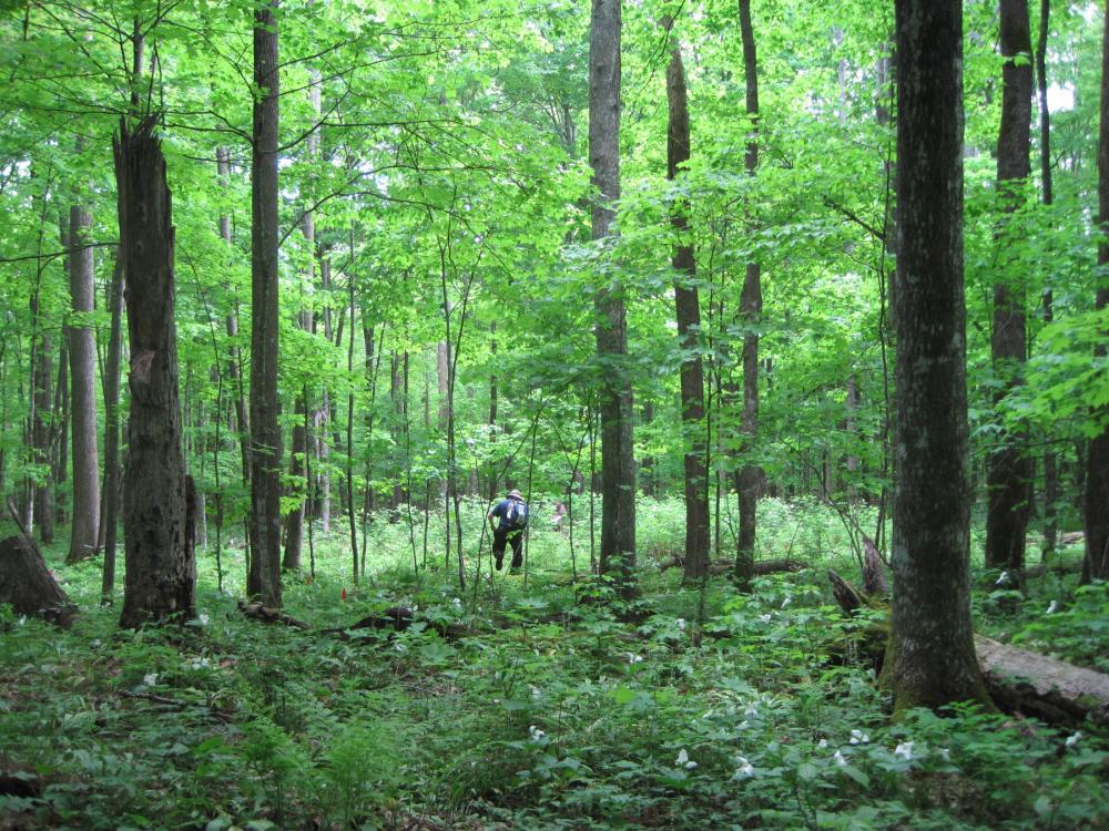 A man standing in woods with green tree canopy and underbrush