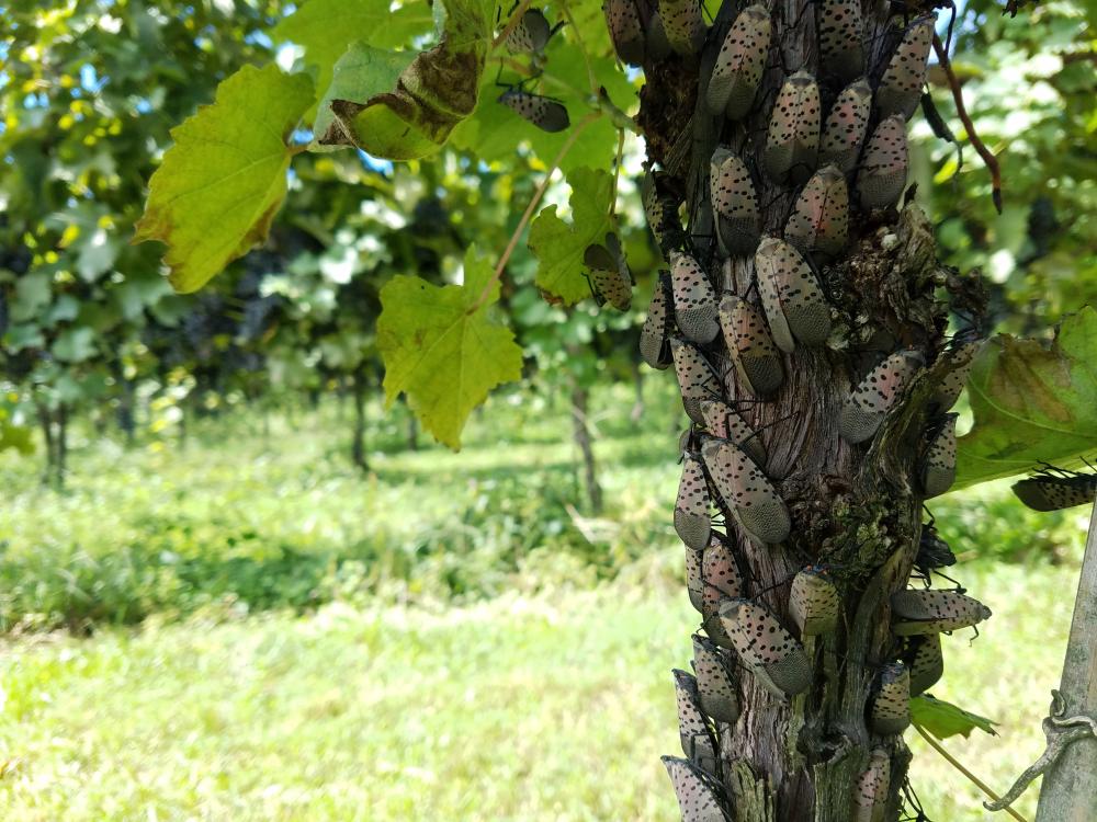 Spotted lanternfly on a grapevine