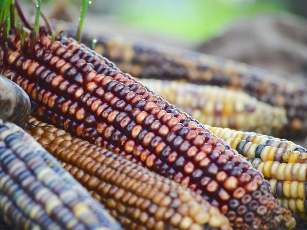 Multi-colored corn