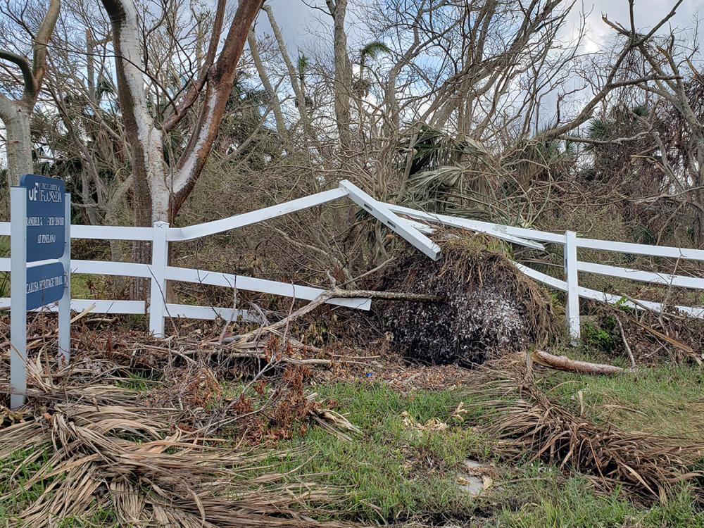 A damaged fence, downed trees and palm branches