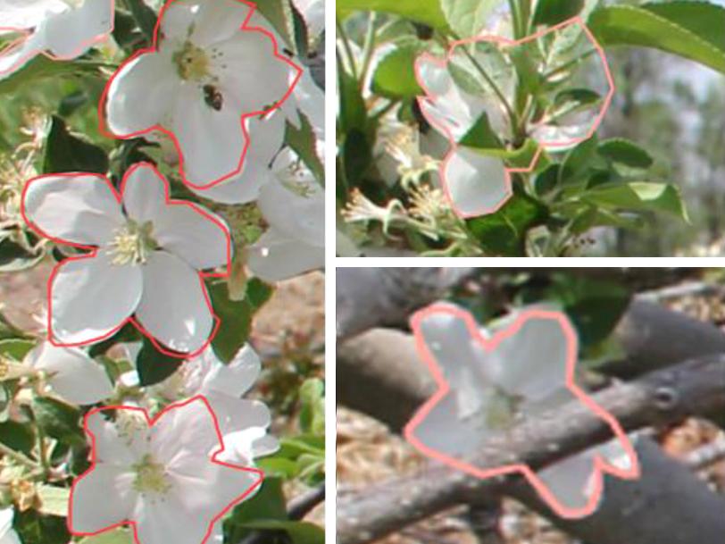 リンゴの木に咲く中心の花を見つけるマシンビジョンシステムを開発(Machine vision system developed capable of locating king flowers on apple trees)