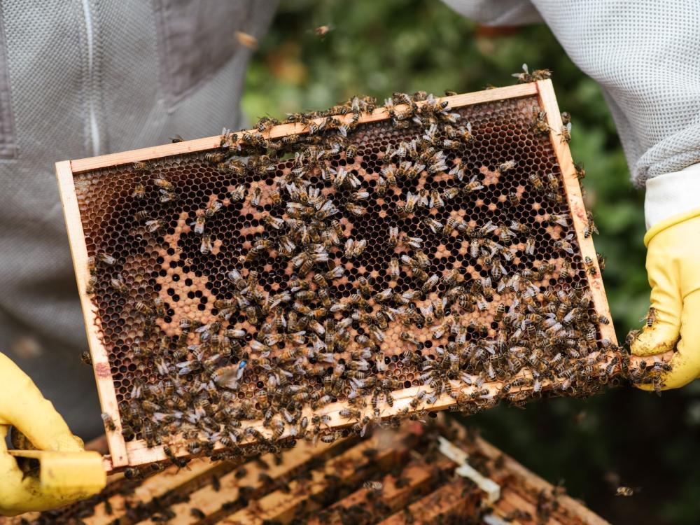 beekeeper in protective suit lifts up part of honey bee box