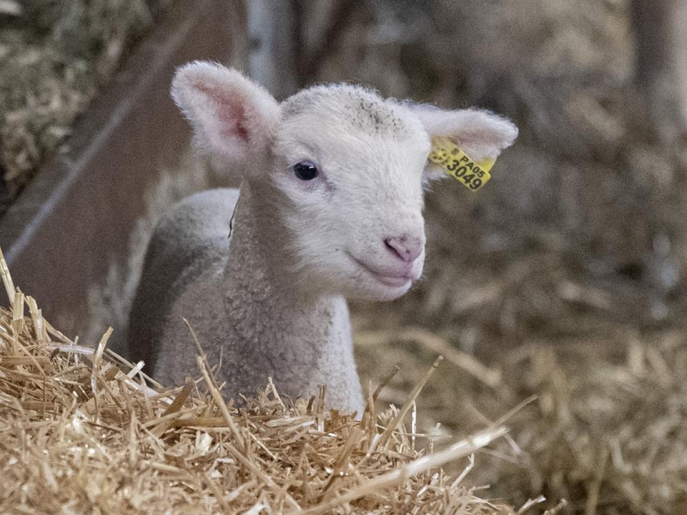 lamb at Penn State