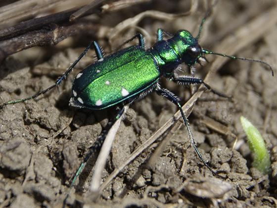 A six-spotted tiger beetle.