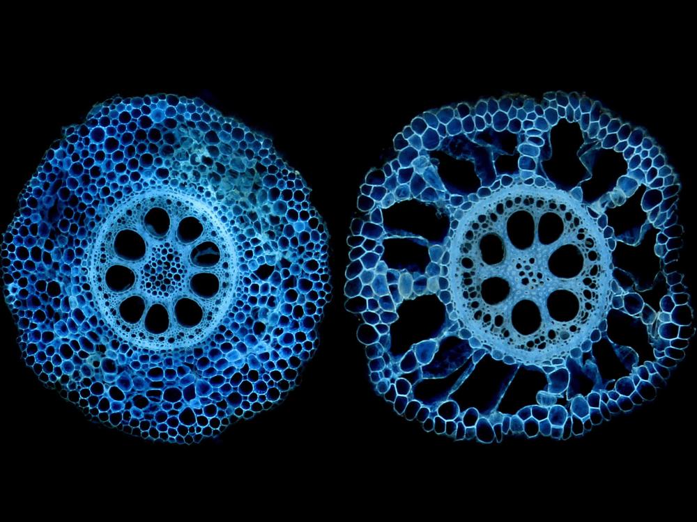 Two cross sections of two kinds of corn roots, they look like wheels with spokes