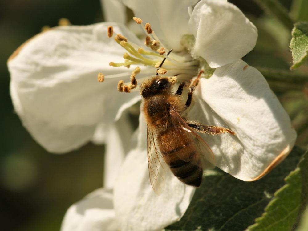 A honey bee forages on an apple blossom