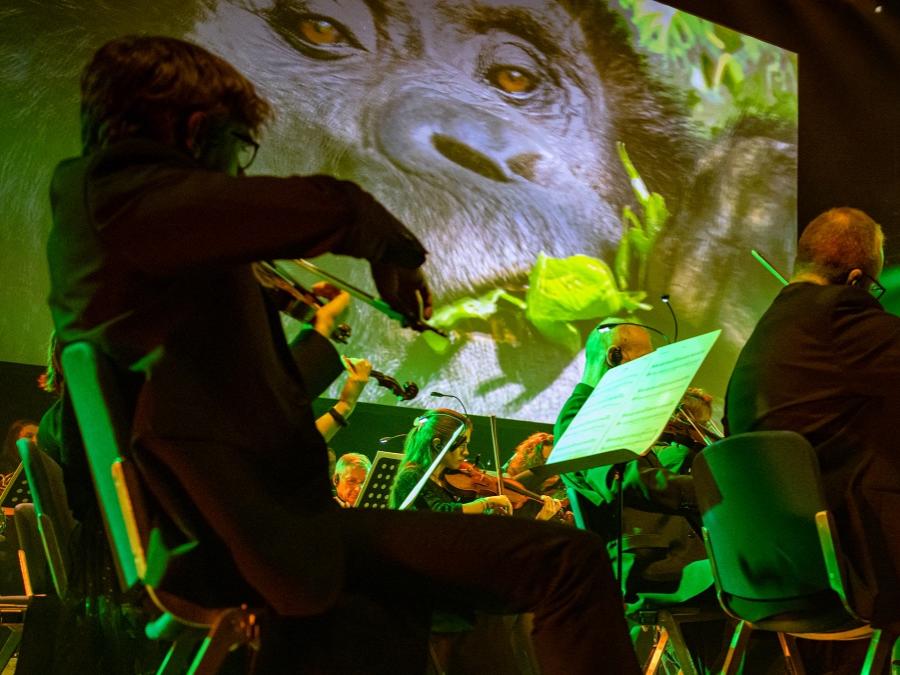 Members of a large orchestra are shown in close up playing their instruments while a video screen in the background shows an orangutan.