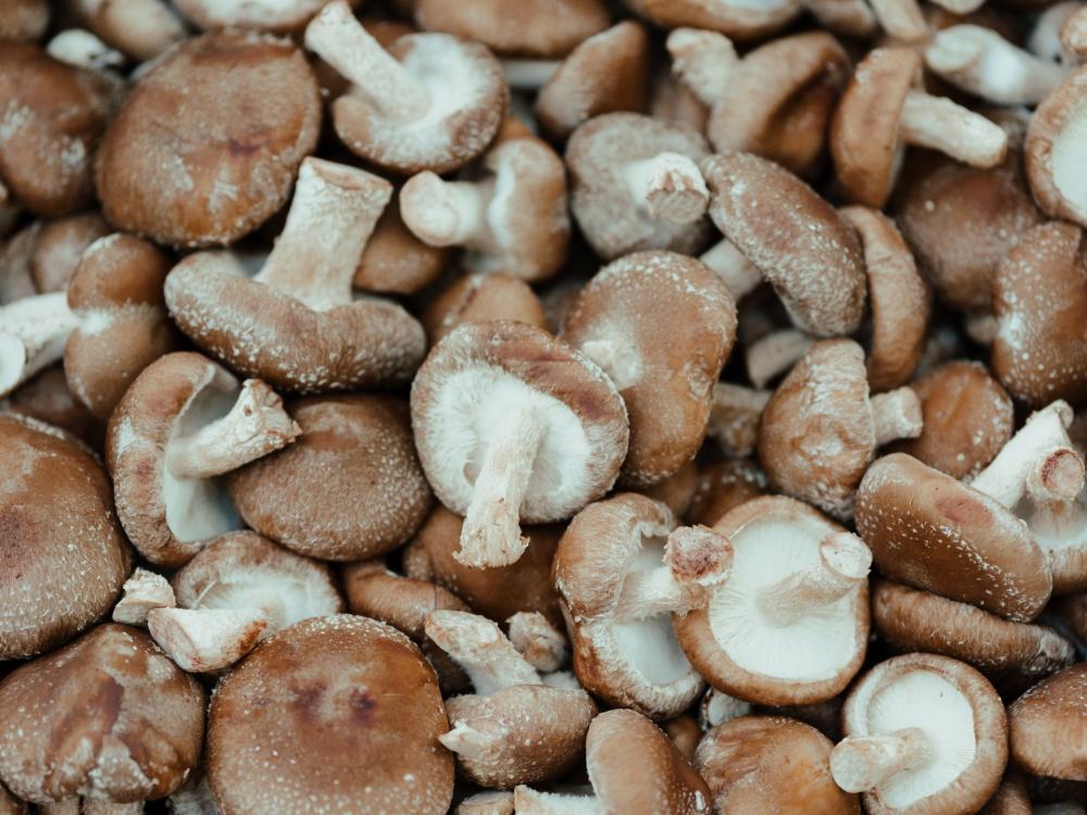 Close up of a large pile of shitake mushrooms