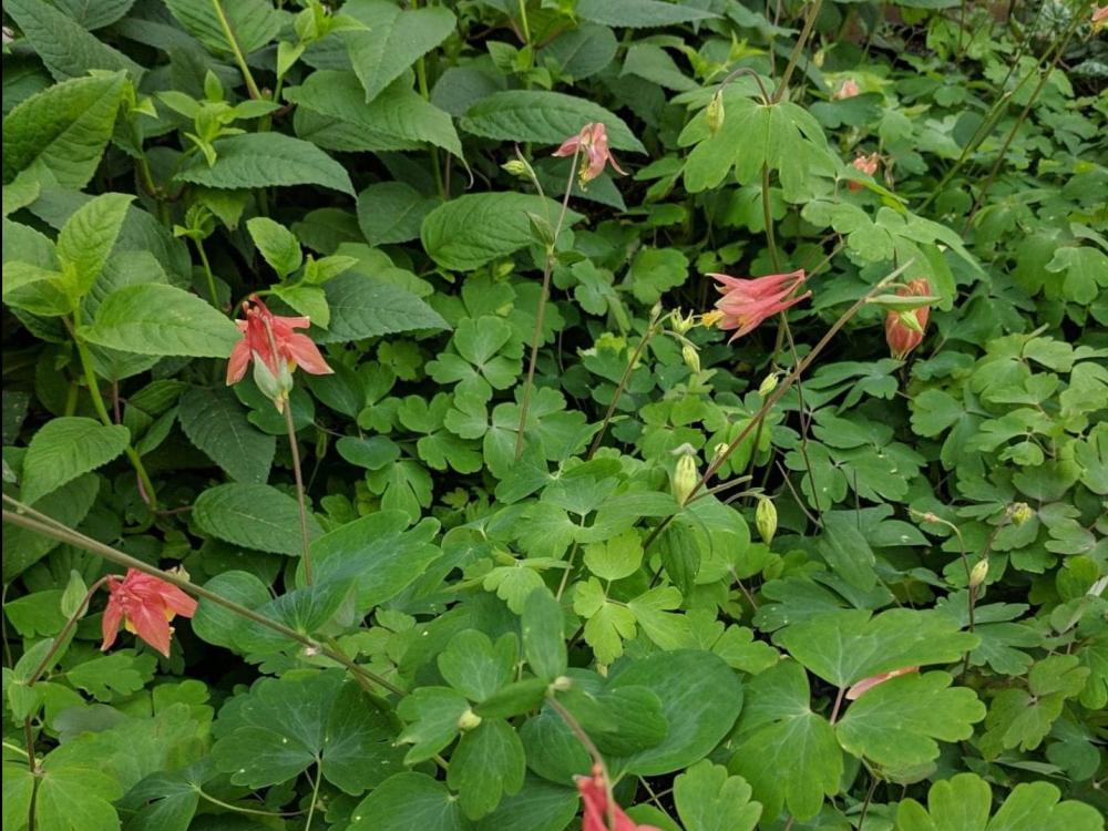 Plant with red flowers