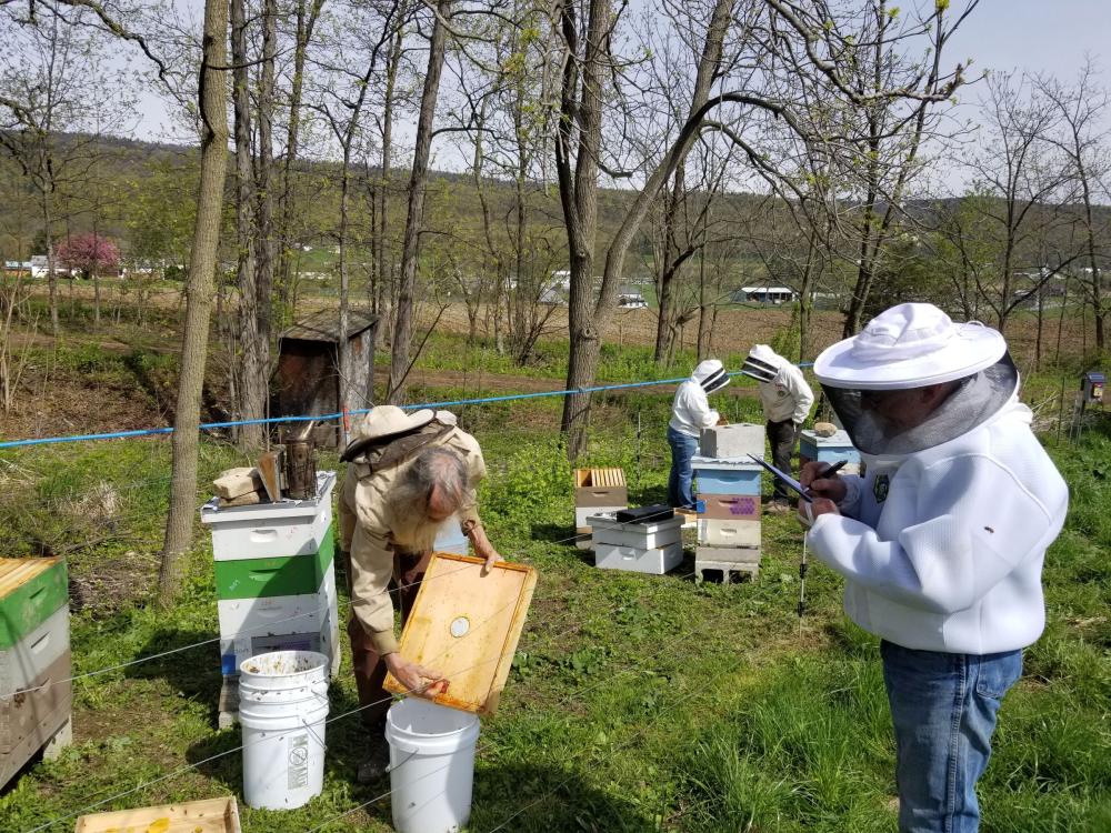 Beekeepers and research volunteers collect data from honey bee hive