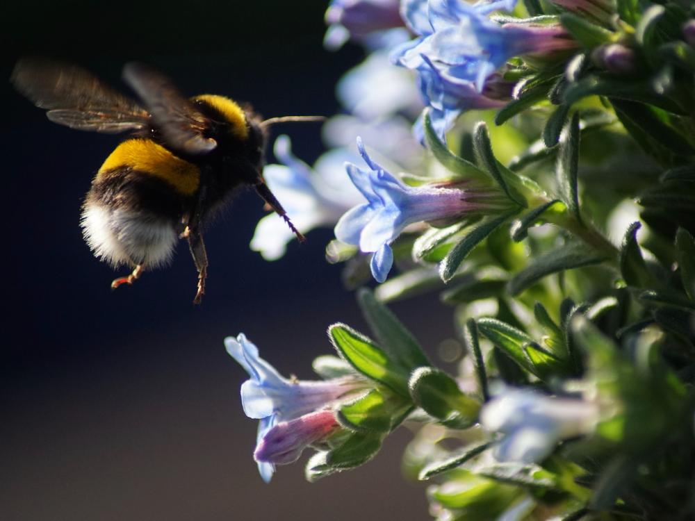 A bee hovering in front of a plant with small blue flowers