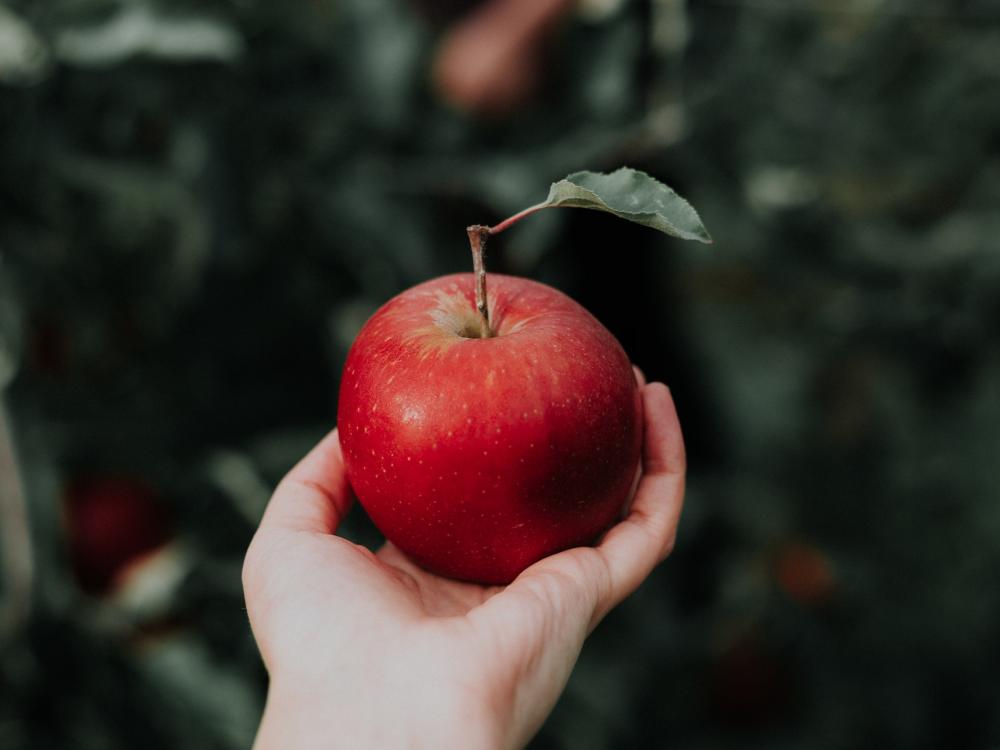 Photo of hand holding a red apple