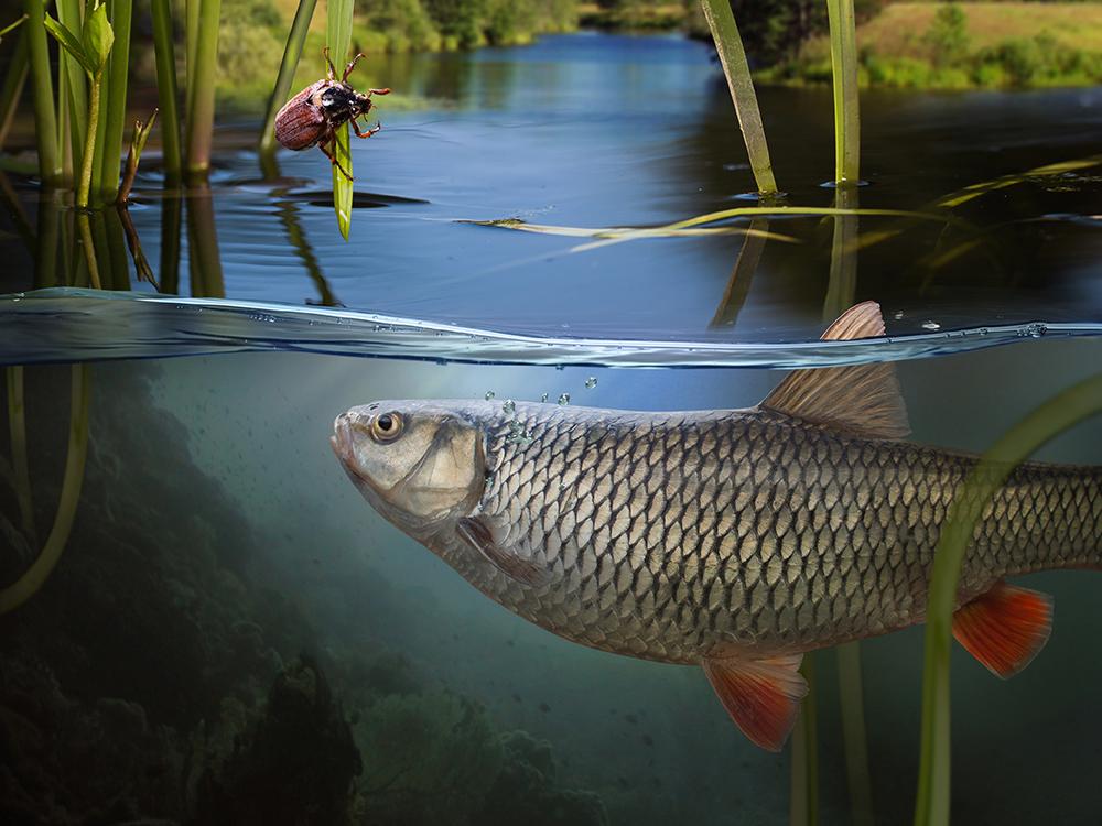 Gray fish in river looks at purple bug on plant at water's surface