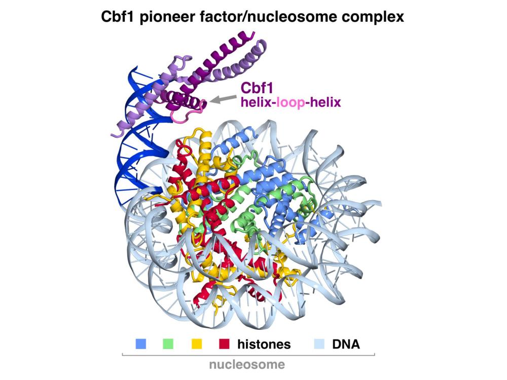 structure of Cbf1 interacting with DNA and histones 