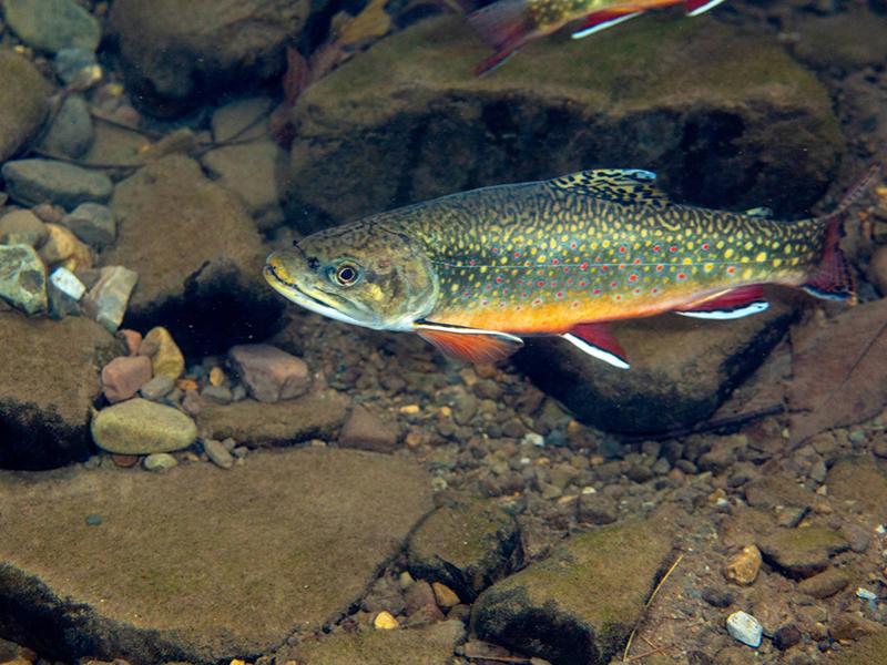 fish underwater