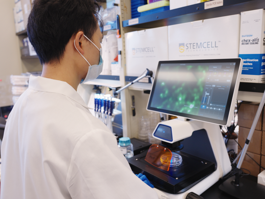 Jiaxing Chen uses fluorescence microscopy to visualize fixed cells on nanopatterns. 