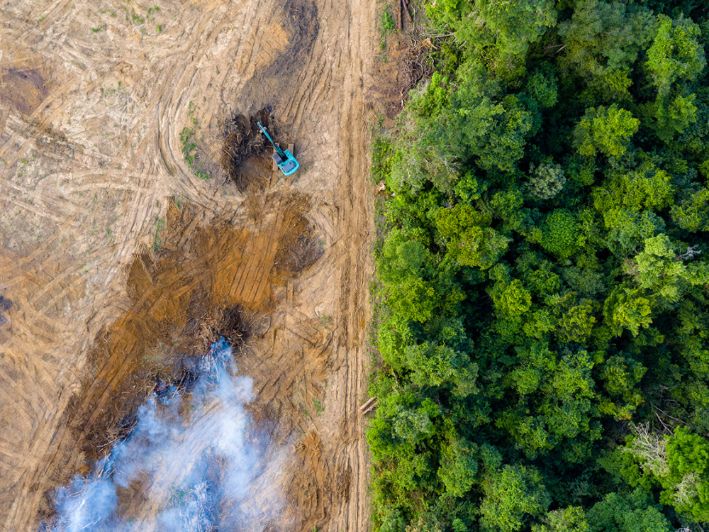 An area being clear cut of trees with machines and burning