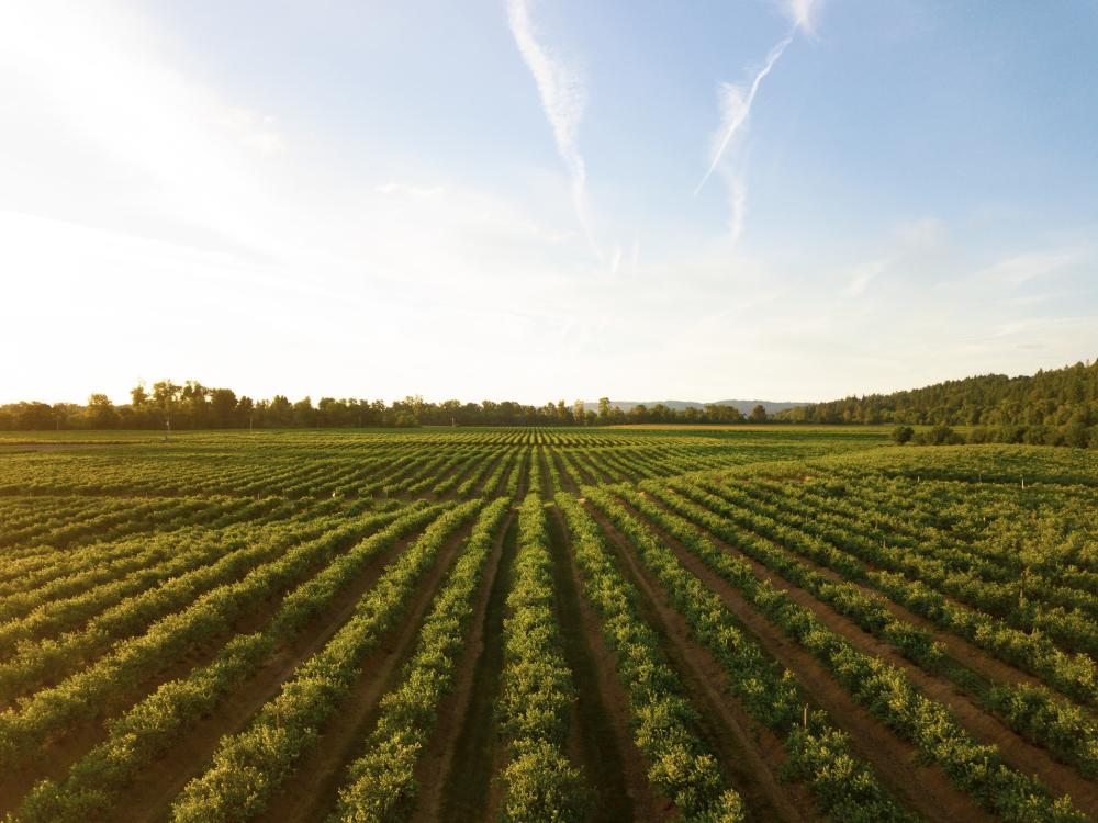 Rows of short crops growing in a field