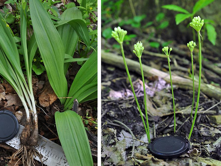 leaves, flowers, bulbs, burdickii