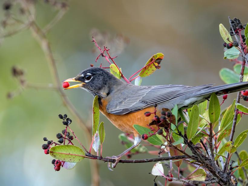 bird with berries