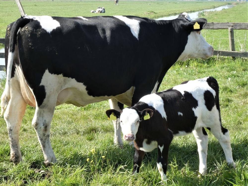 An adult cow stands next to a calf in a green pasture