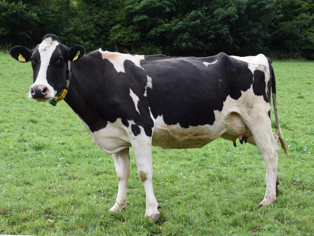 dairy cow in pasture