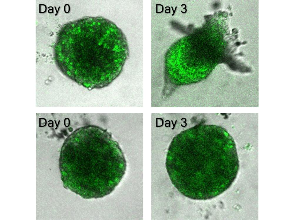 Four microscopic images of a green blob. 