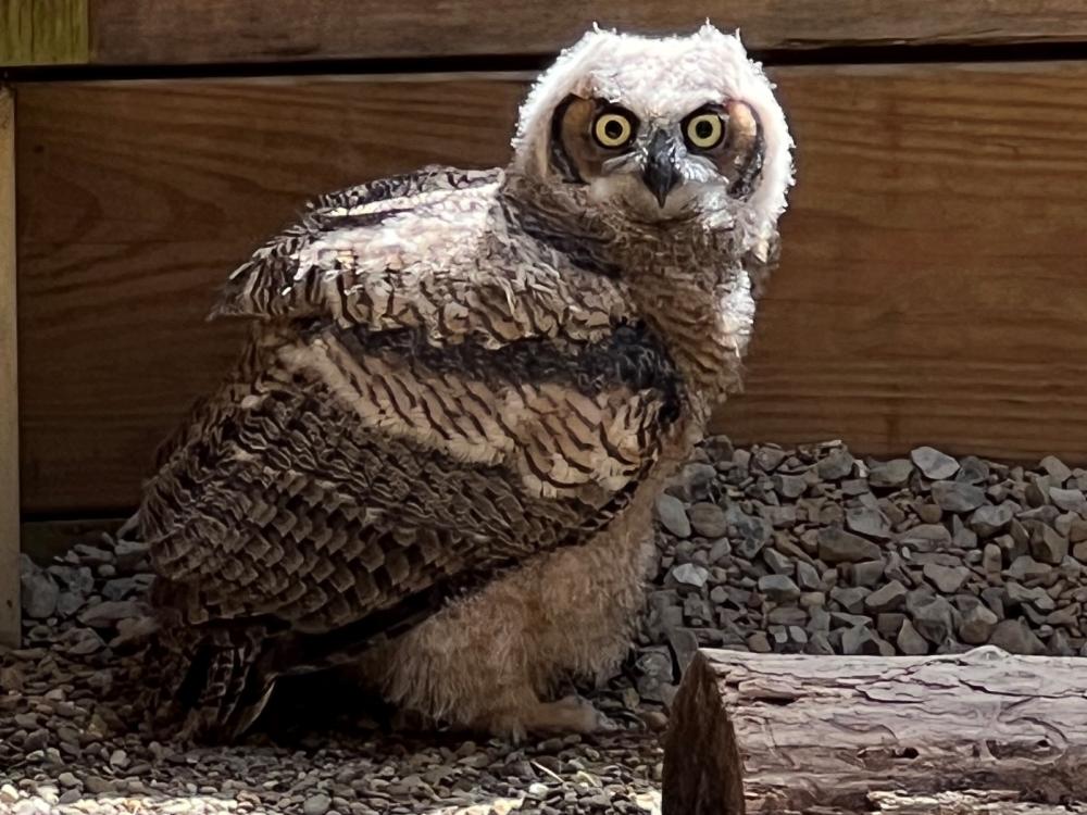 Young owl on ground in enclosure