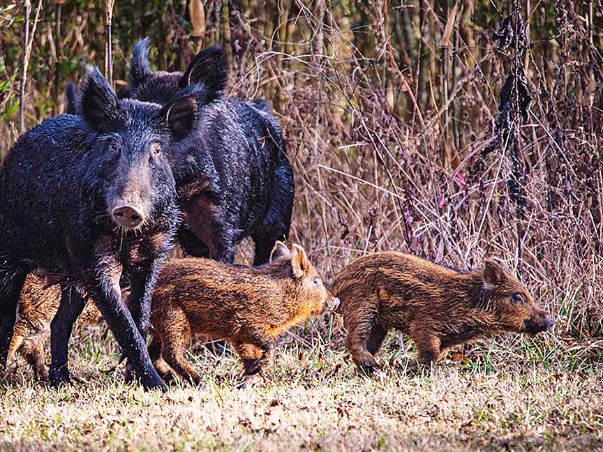 feral swine