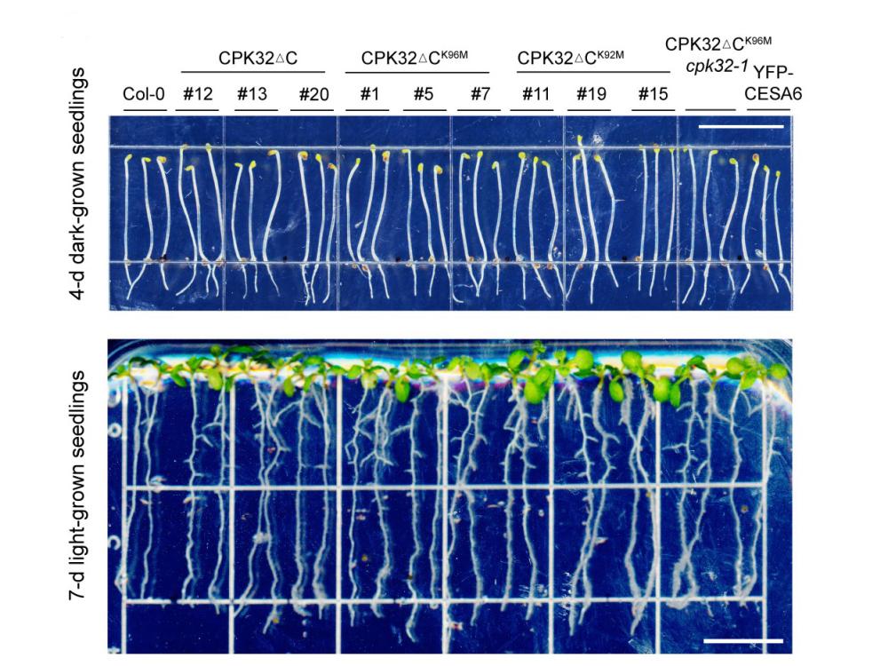 young plants aligned with a ruler