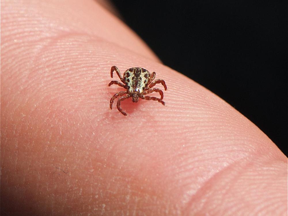 A tick crawls on a finger
