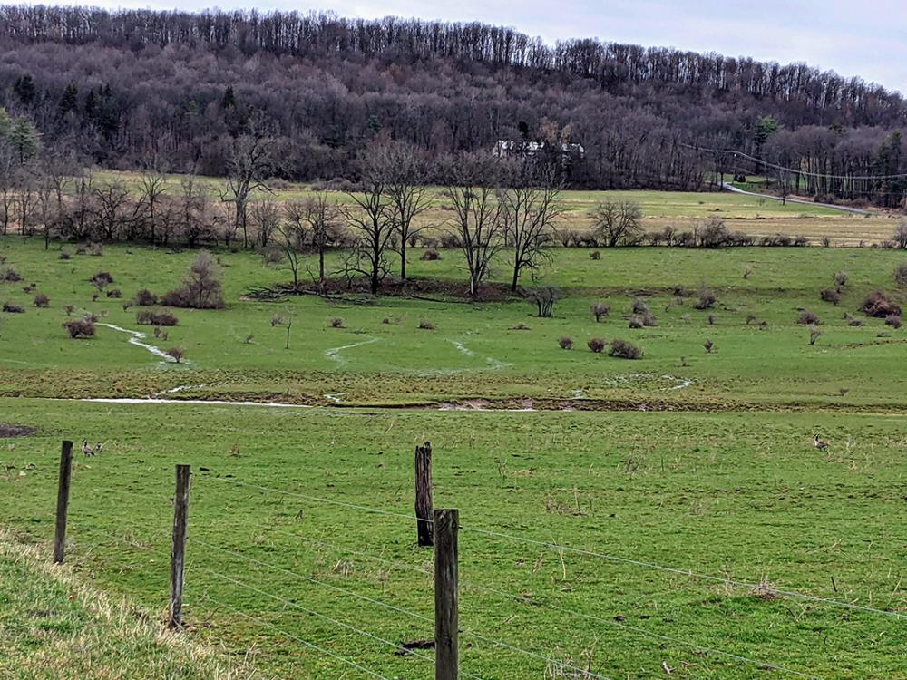 pasture flow, Groh