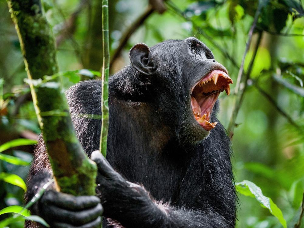 A chimpanzee howling in a tree