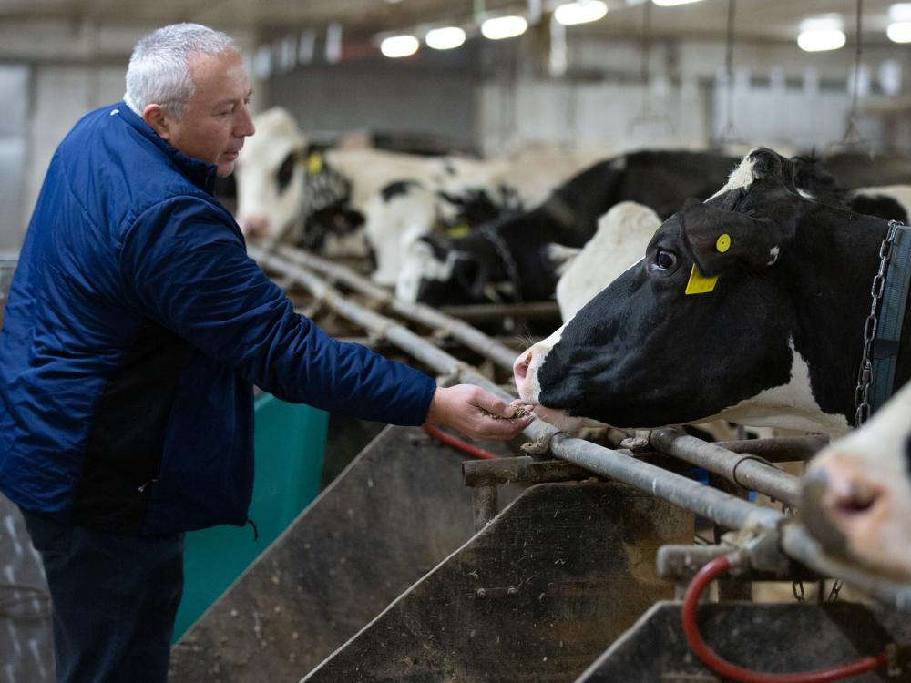 researcher with cows 