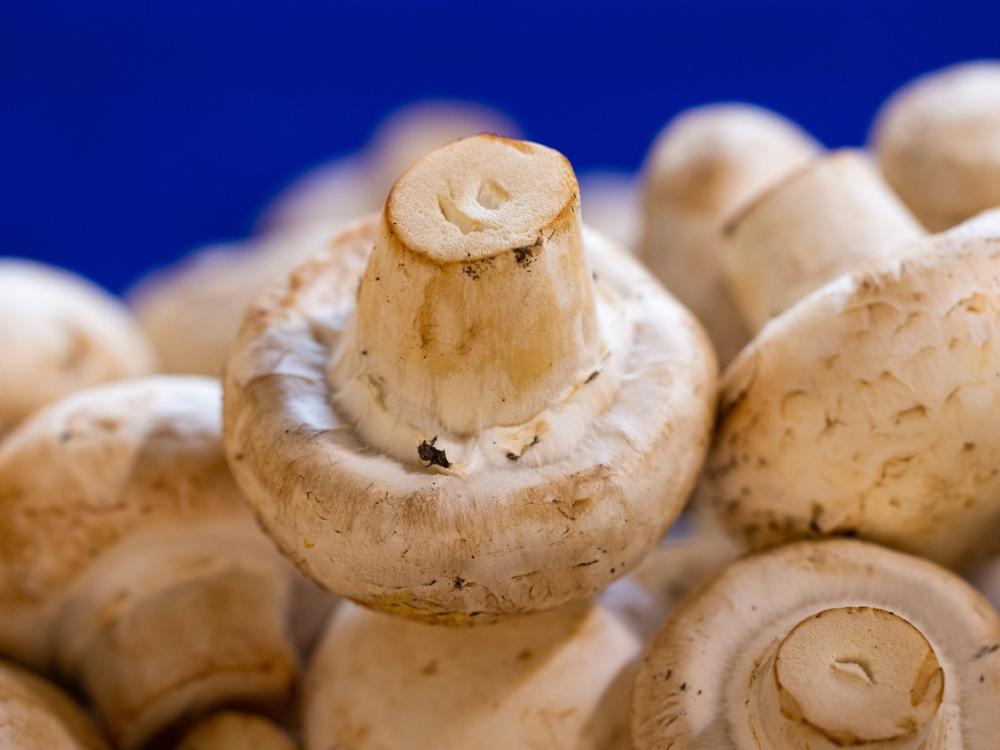mushrooms pixabay