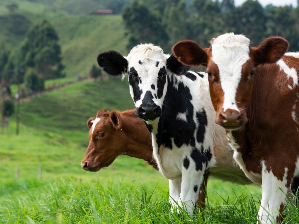 One black and white cow and one brown and white cow in a field looking at the camera