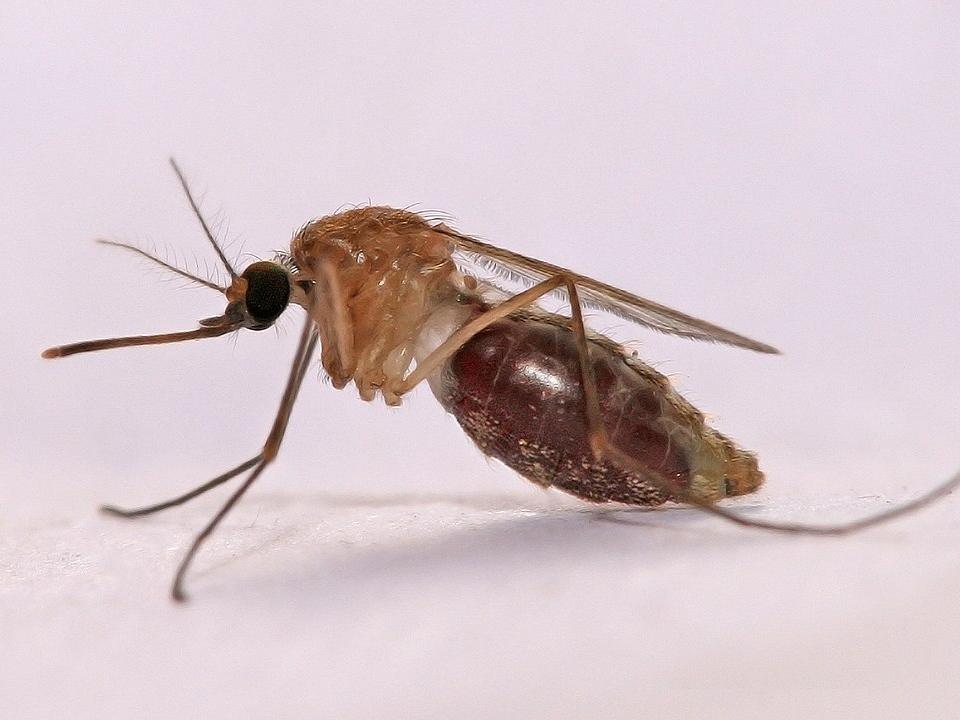 Malaria mosquito