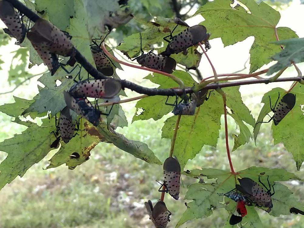 Spotted lanternflies on silver maple tree