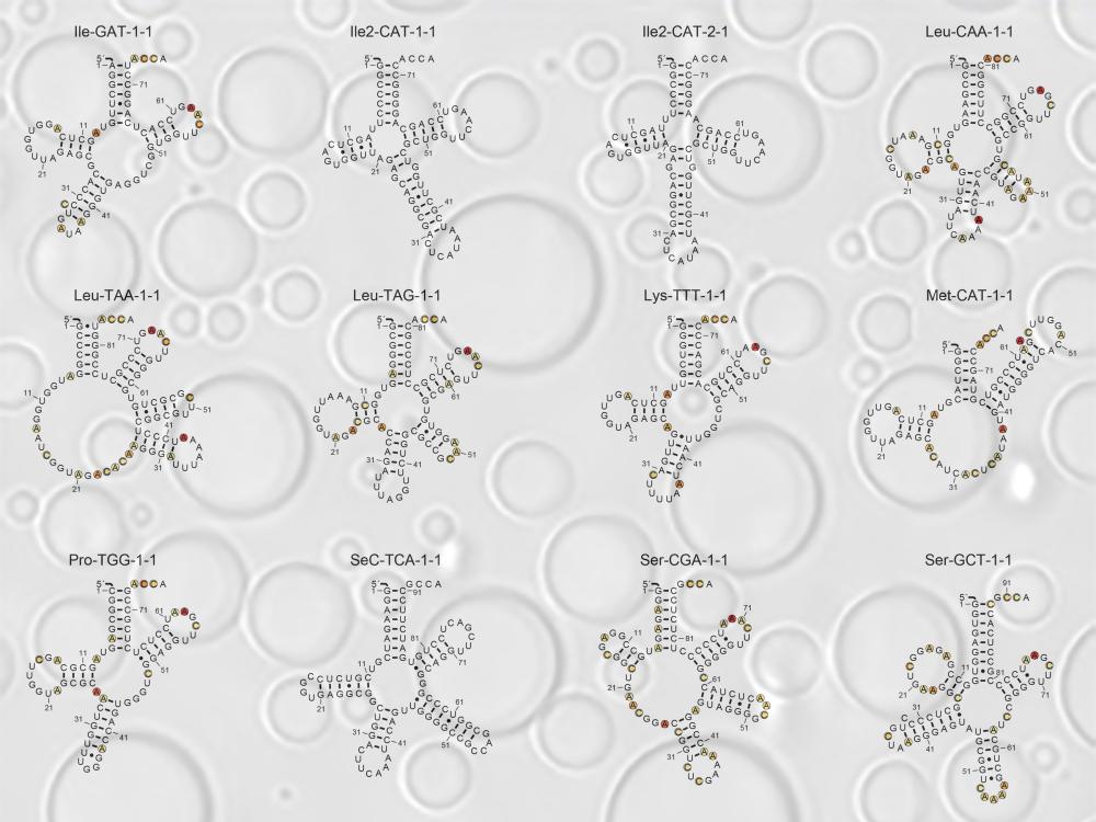 Structures of tRNA overlaid on and image of the membraneless compartments