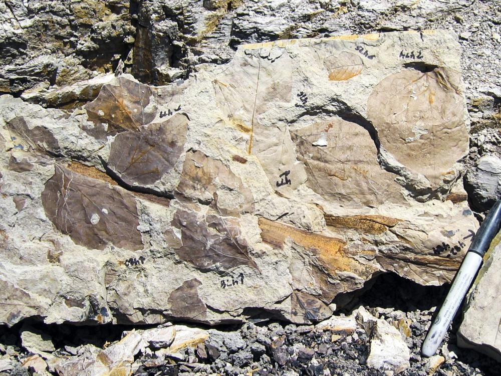 Fossil leaves from the Mexican Hat site in Montana 