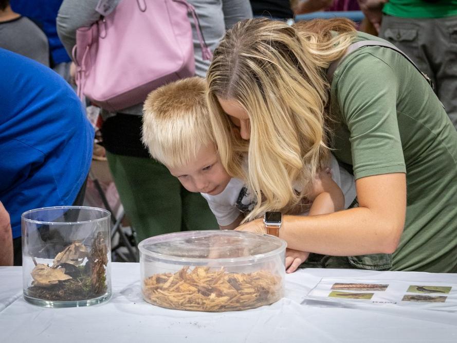 Great Insect Fair