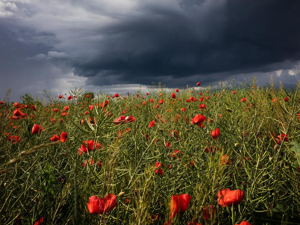 storm field flowers