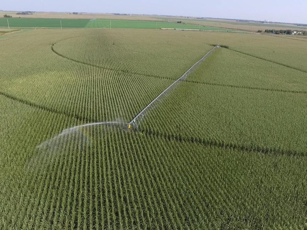 irrigating cornfields