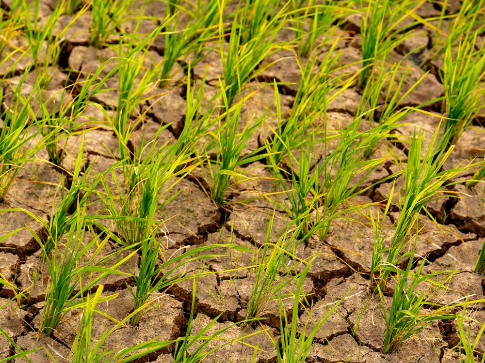 green plans sprouting out of dry, cracked earth