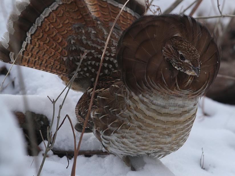 Ruffed grouse