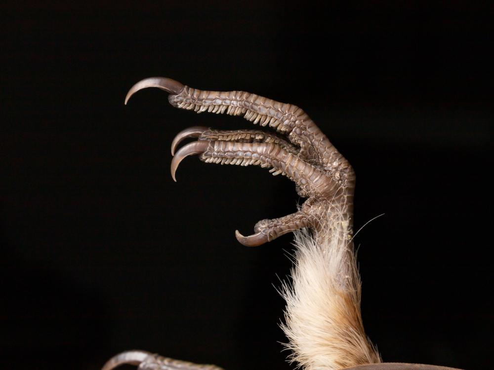 Close up of grouse foot